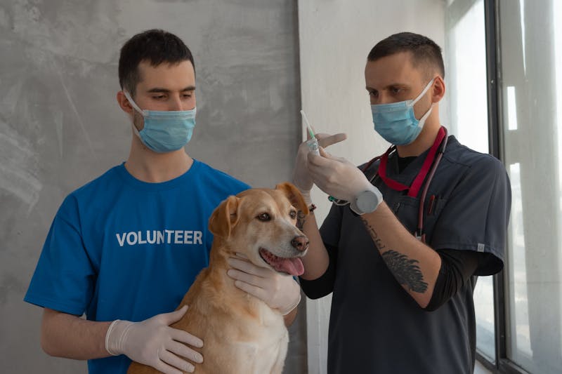 Farmaci e prodotti veterinari per animali domestici esposti in farmacia