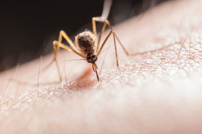 Primo piano di puntura di insetto sul braccio con rimedi naturali e farmaci